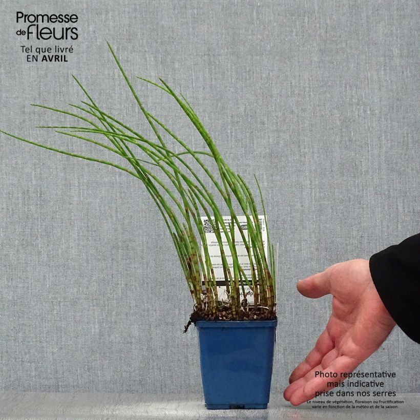 Exemplaar van Equisetum fluviatile - Holpijp Kweekpotje van 8/9 cm zoals geleverd in de lente