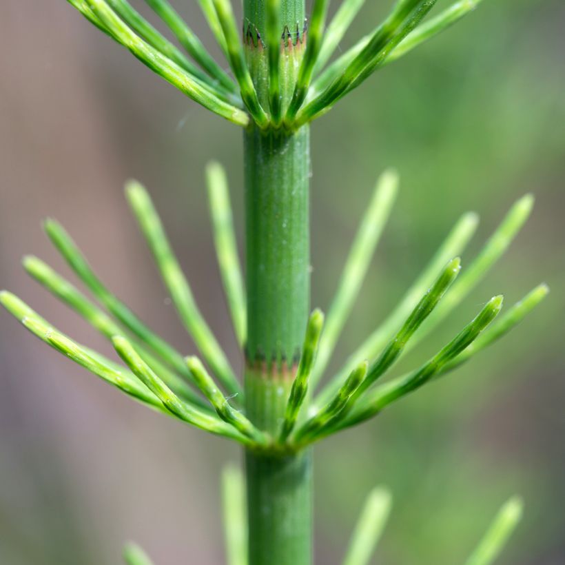Equisetum fluviatile - Holpijp (Blad)