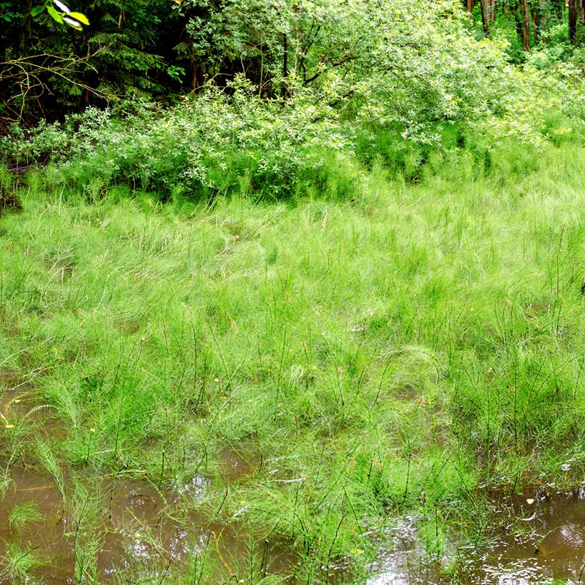 Equisetum fluviatile - Holpijp (Groeiplaats)