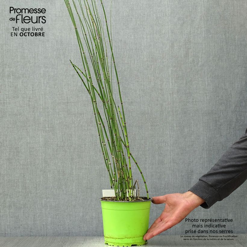 Exemplaar van Equisetum hyemale - Schaafstro Pot van 2 l/3 l zoals geleverd in de herfst