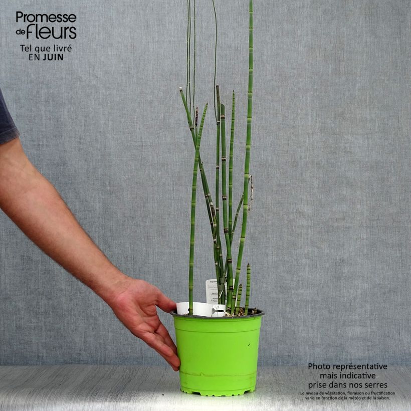 Exemplaar van Equisetum hyemale - Schaafstro Pot van 2 l/3 l zoals geleverd in de zomer