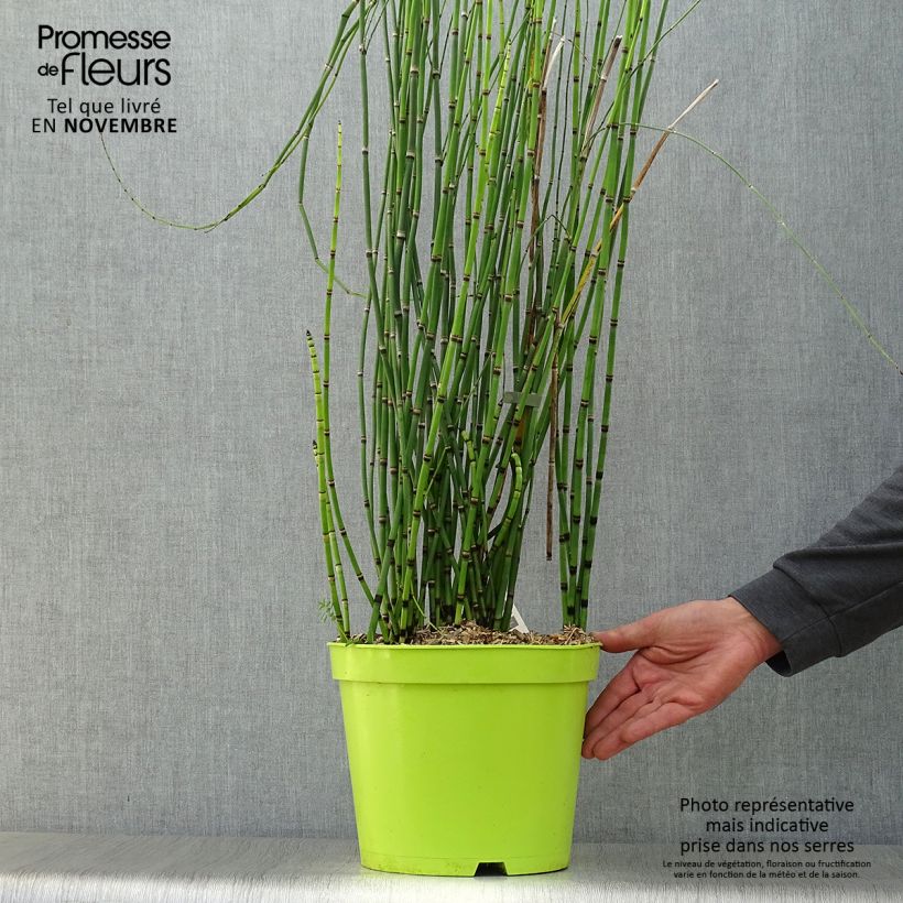 Exemplaar van Equisetum hyemale - Schaafstro Pot van 7,5 l/10 l zoals geleverd in de herfst