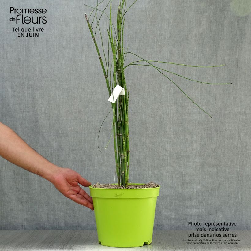 Exemplaar van Equisetum hyemale - Schaafstro Pot van 7,5 l/10 l zoals geleverd in de zomer