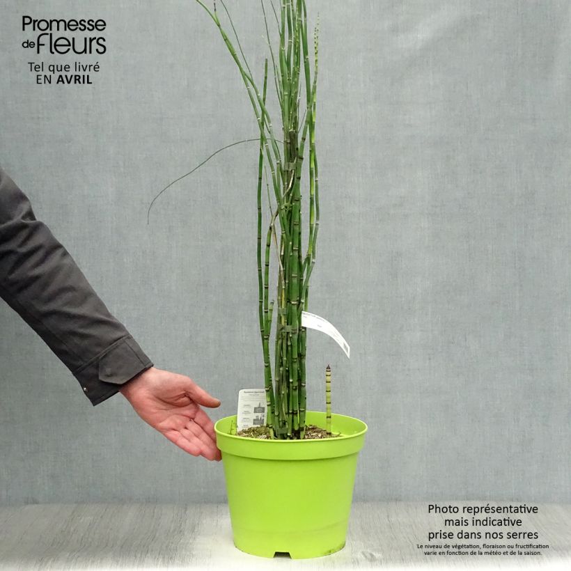 Exemplaar van Equisetum hyemale - Schaafstro Pot van 7,5 l/10 l zoals geleverd in de lente