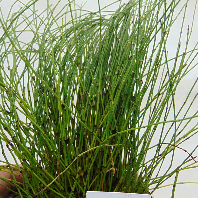 Dwergholpijp - Equisetum scirpoides (Foliage)