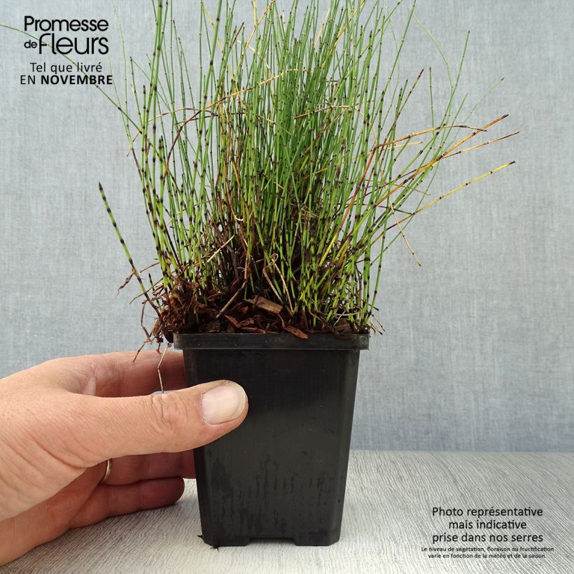 Exemplaar van Dwergholpijp - Equisetum scirpoides Kweekpotje van 8/9 cm zoals geleverd in de herfst