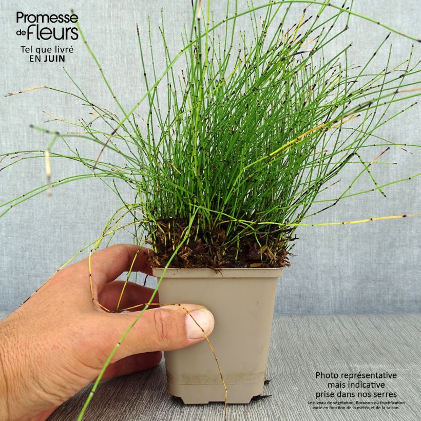 Exemplaar van Dwergholpijp - Equisetum scirpoides Kweekpotje van 8/9 cm zoals geleverd in de zomer