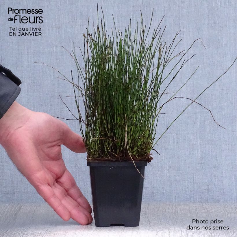 Example of Prêle japonaise naine - Equisetum scirpoides Kweekpotje van 8/9 cm as you get in hiver