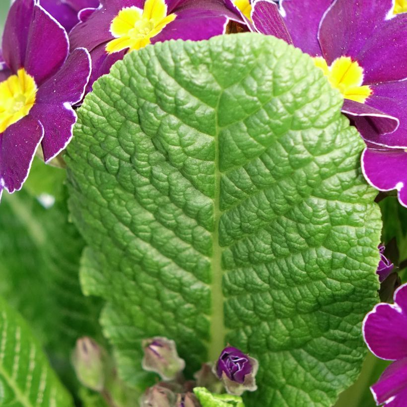 Primula elatior Veristar Late Twinkle Violet - Slanke sleutelbloem (Blad)