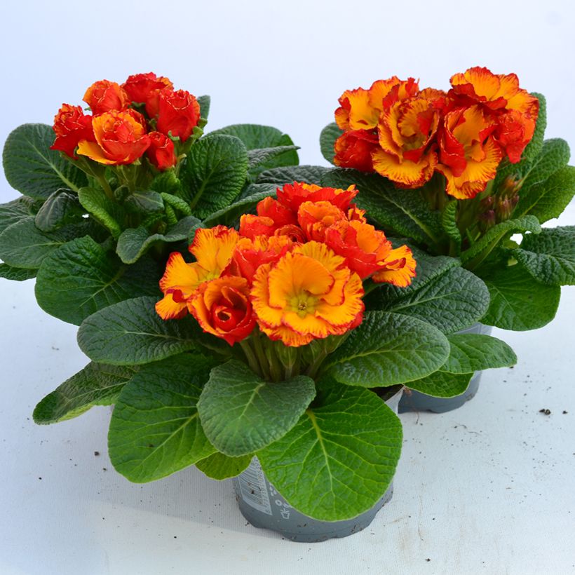 Primula acaulis Chinese New Year - Stengelloze sleutelbloem (Bloei)