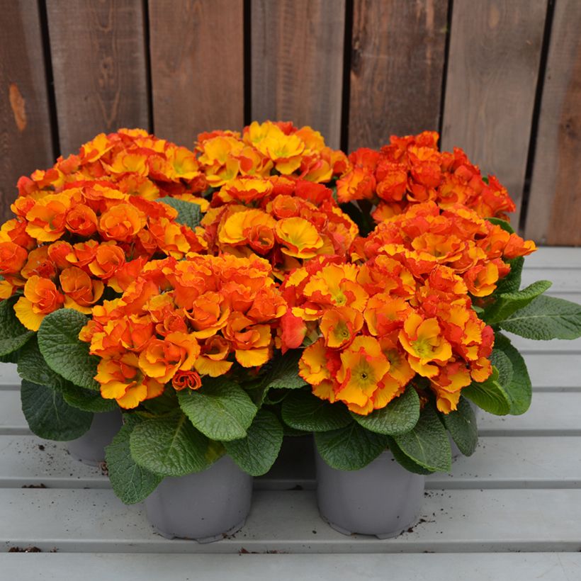 Primula acaulis Chinese New Year - Stengelloze sleutelbloem (Groeiplaats)