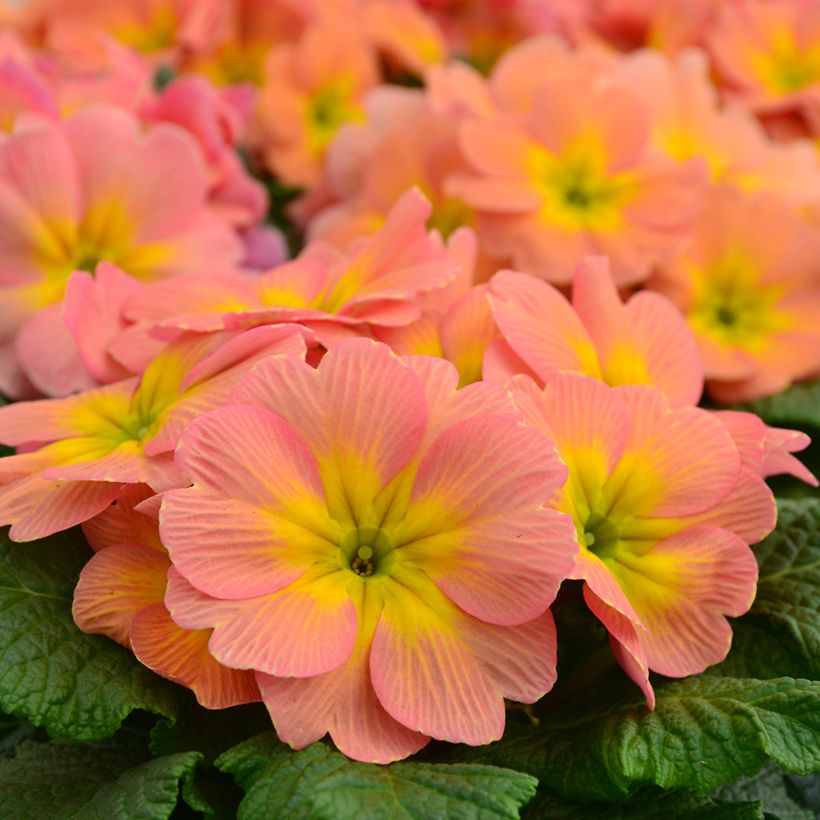 Primula Mango - Stengelloze sleutelbloem (Bloei)