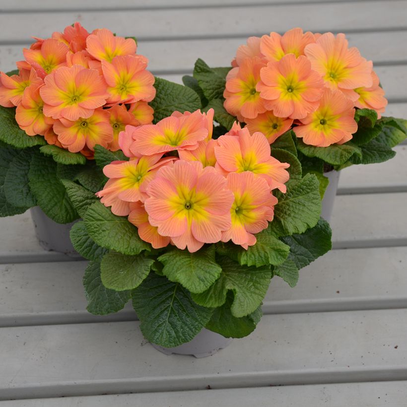 Primula Mango - Stengelloze sleutelbloem (Groeiplaats)