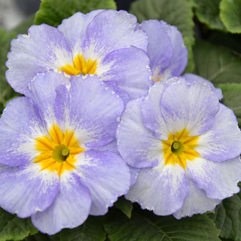 Primula Porcelain Blue - Stengelloze sleutelbloem (Bloei)