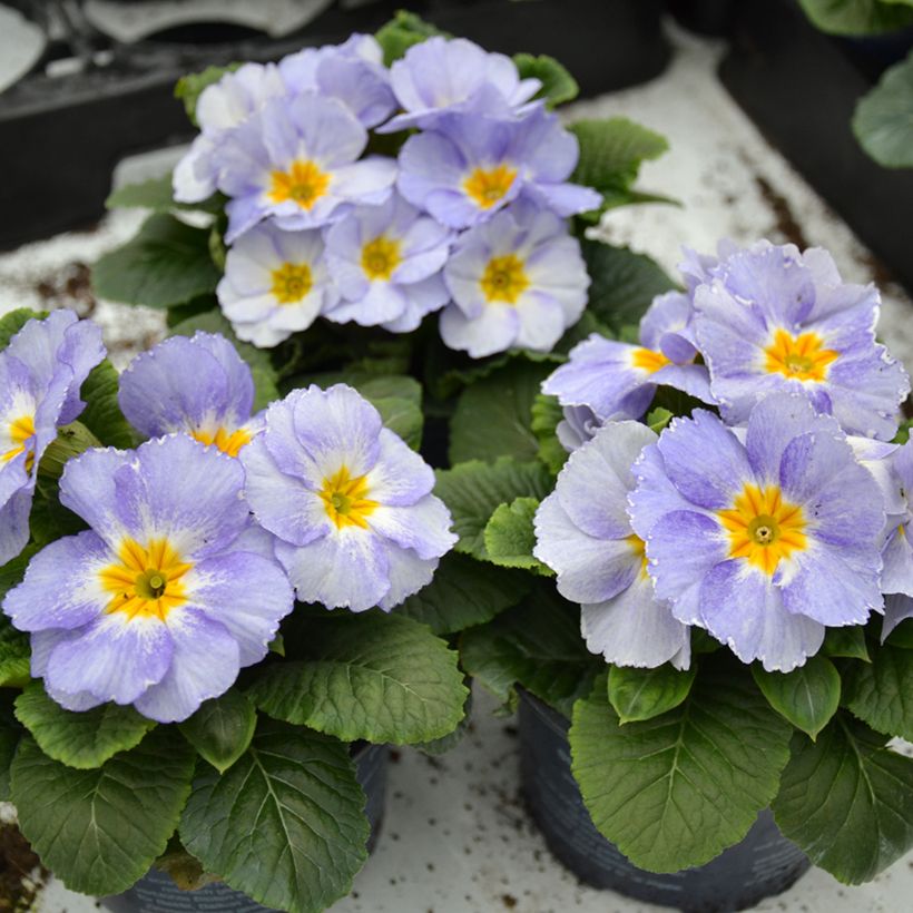 Primula Porcelain Blue - Stengelloze sleutelbloem (Groeiplaats)