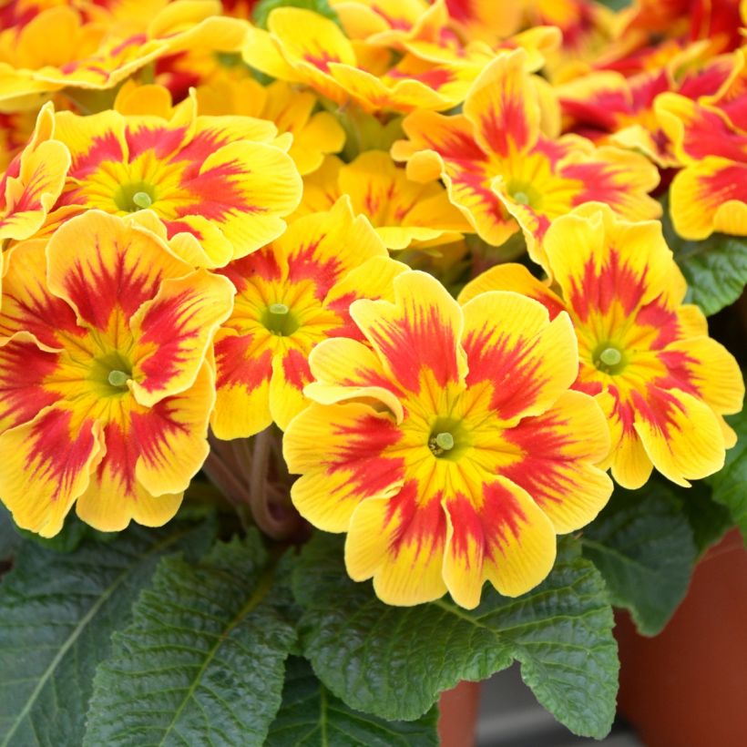 Primula Starfire - Stengelloze sleutelbloem (Bloei)