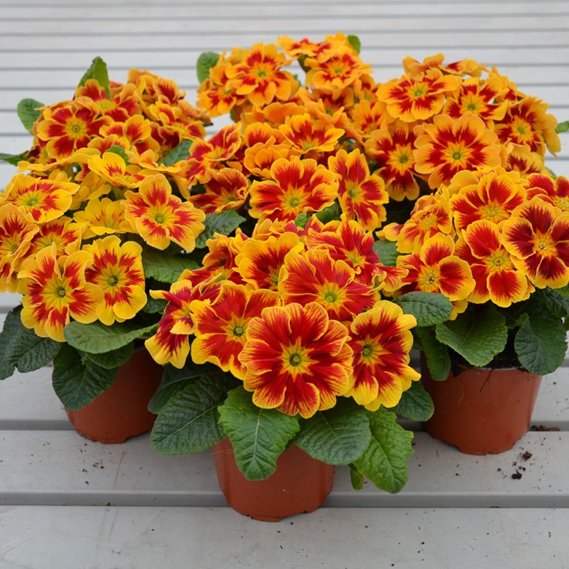 Primula Starfire - Stengelloze sleutelbloem (Groeiplaats)