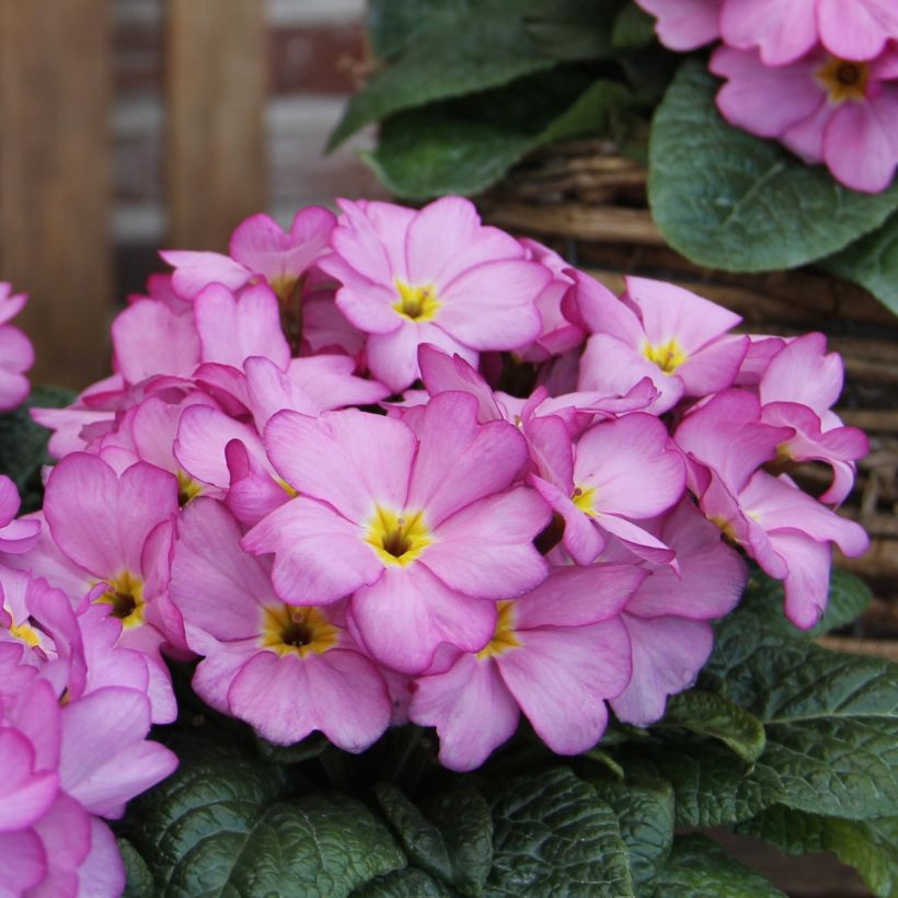 Primula acaulis Woodland Rose - Stengelloze sleutelbloem (Bloei)