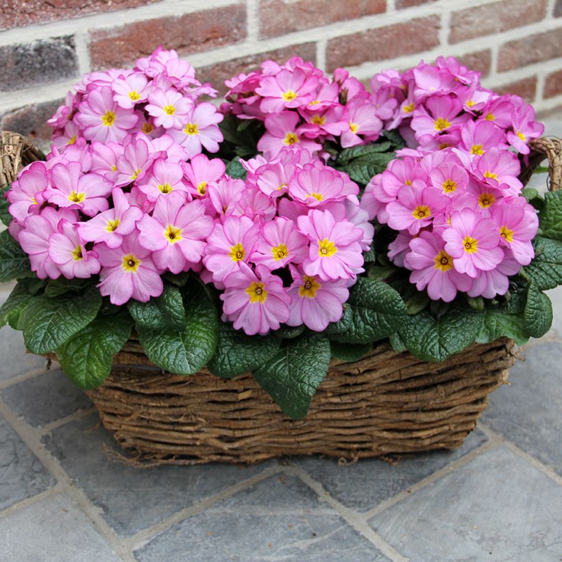 Primula acaulis Woodland Rose - Stengelloze sleutelbloem (Groeiplaats)