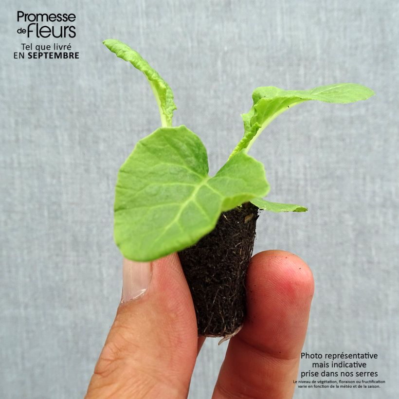 Exemplaar van Primula eliator Crescendo Mix (plugplanten) - Slanke sleutelbloem Mini-mot Ø 1,5/2,5 cm zoals geleverd in de herfst