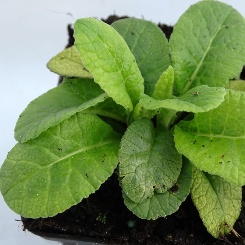 Primula Elizabeth Killelay - Slanke sleutelbloem (Foliage)