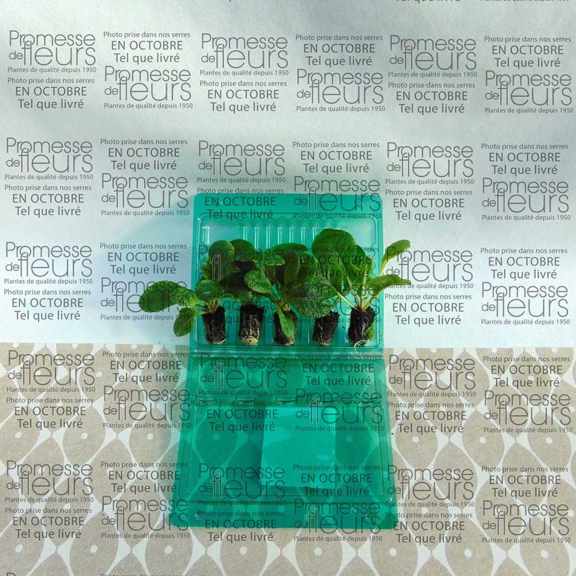 Voorbeeld van een exemplaar van Primula F1 Starflame Mix - Stengelloze sleutelbloem Mini-mot Ø 1,5/2,5 cm zoals geleverd