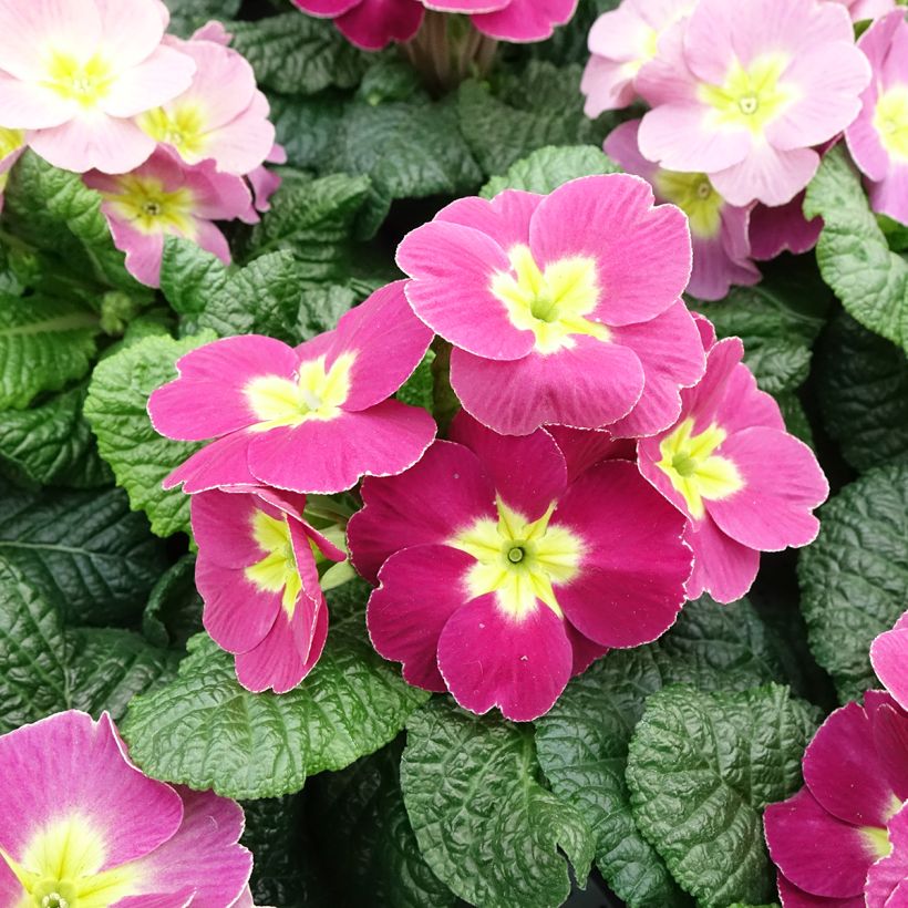 Primula acaulis Plums & Custard - Tuinaurikel (Bloei)