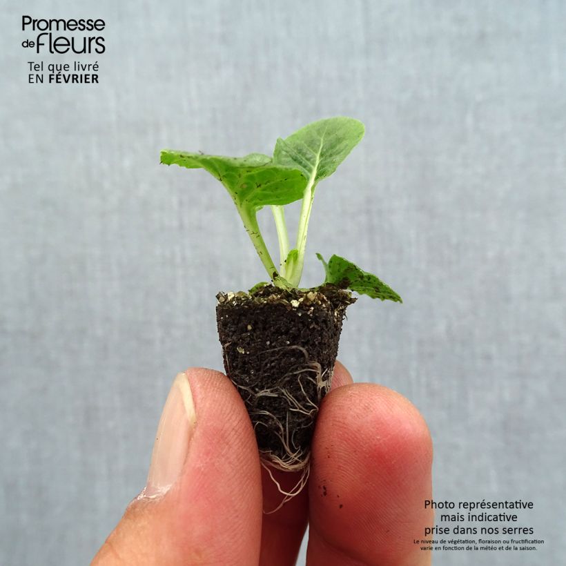 Exemplaar van Primula Lipstick - Stengelloze sleutelbloem Mini-mot Ø 1,5/2,5 cm zoals geleverd in de herfst