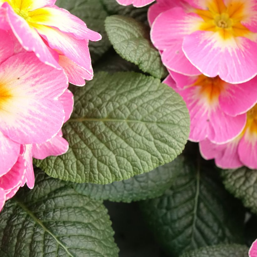 Primula Lipstick - Stengelloze sleutelbloem (Blad)