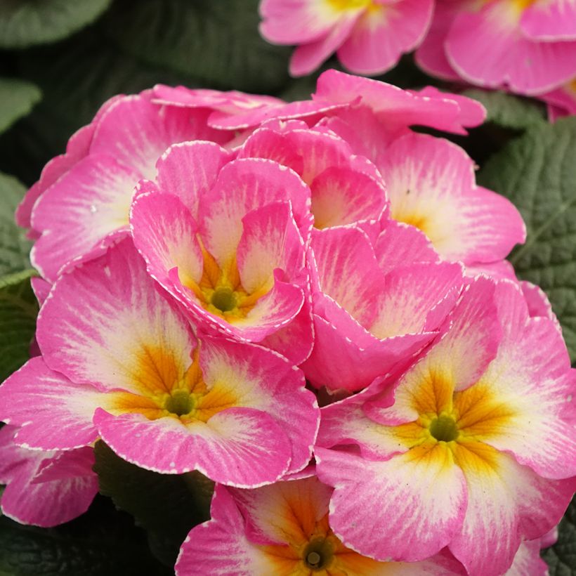 Primula Lipstick - Stengelloze sleutelbloem (Bloei)