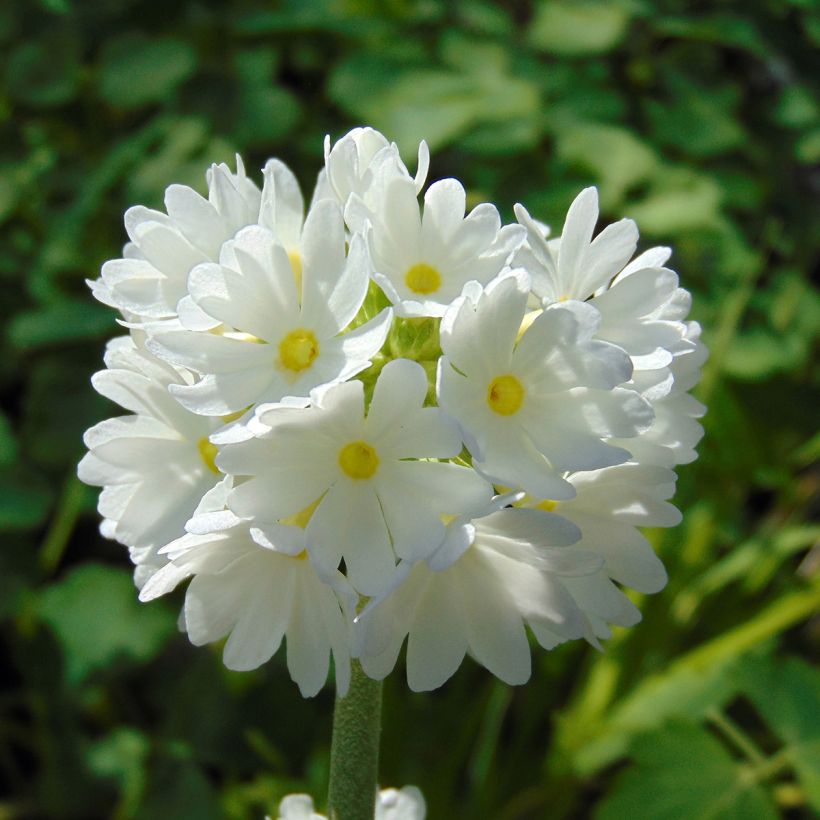 Primula denticulata Alba - Kogelprimula (Flowering)