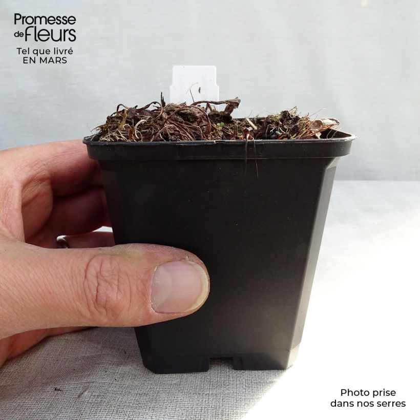 Example of Primevère - Primula denticulata Alba Kweekpotje van 8/9 cm as you get in hiver