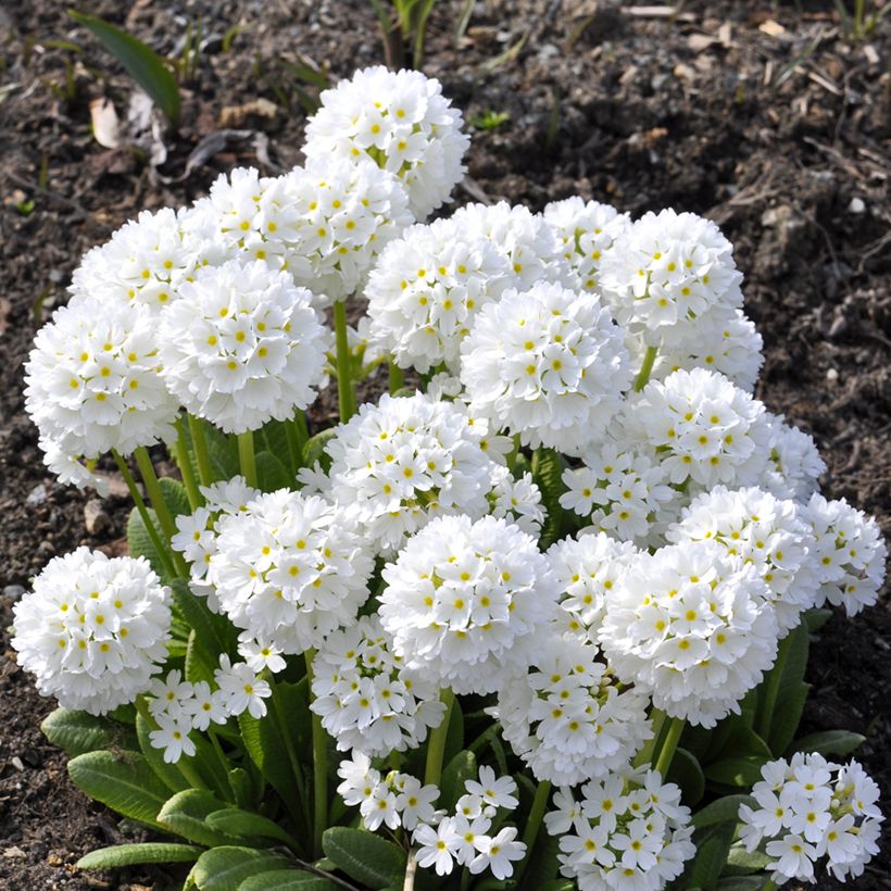 Primula denticulata Alba - Kogelprimula (Groeiplaats)