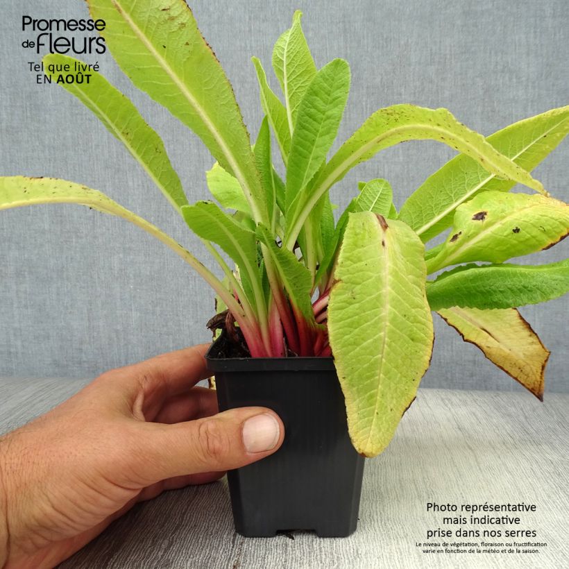 Exemplaar van Primula denticulata Rubin - Kogelprimula Kweekpotje van 8/9 cm zoals geleverd in de zomer