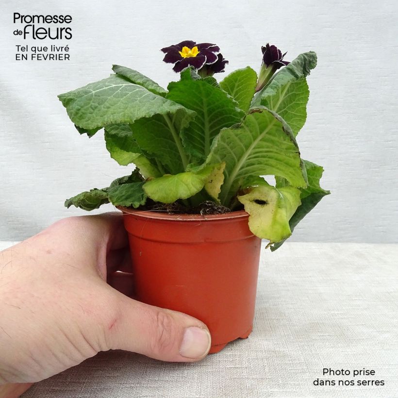 Exemplaar van Primula elatior Black Laced - Slanke sleutelbloem Kweekpotje van 8/9 cm zoals geleverd in de winter