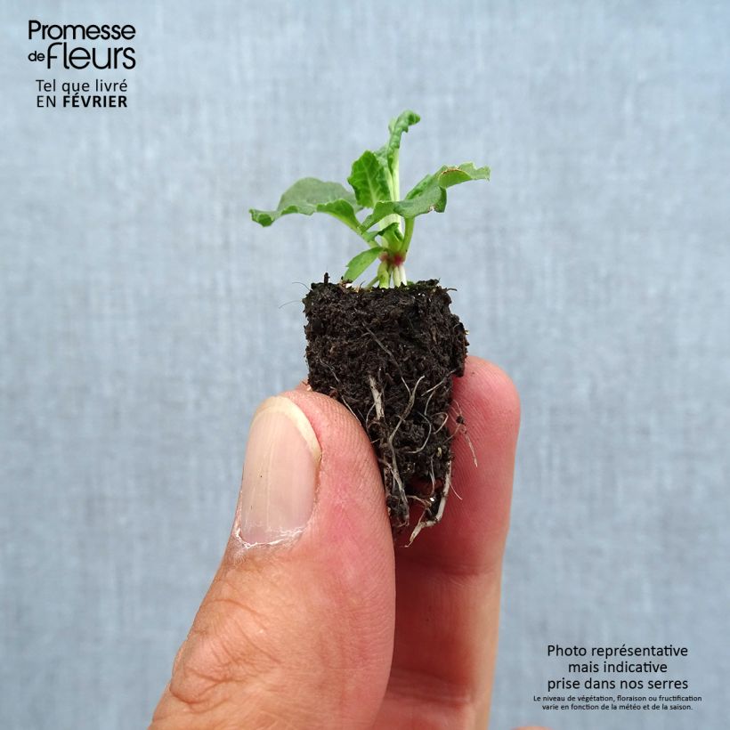 Exemplaar van Primula elatior Colibri Aztec Gold - Slanke sleutelbloem Mini-mot Ø 1,5/2,5 cm zoals geleverd in de herfst