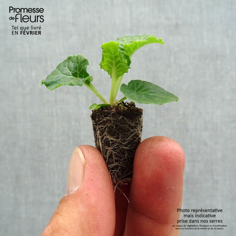 Exemplaar van Primula elatior Colibri Wit - Slanke sleutelbloem Mini-mot Ø 1,5/2,5 cm zoals geleverd in de herfst