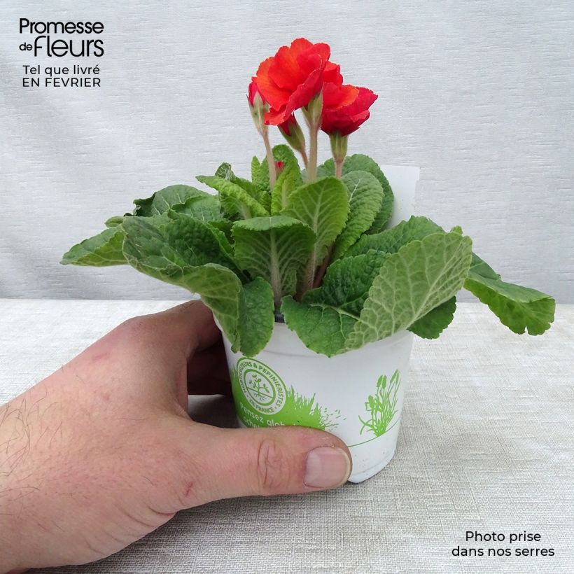 Exemplaar van Primula elatior Cottage Shades - Slanke sleutelbloem Kweekpotje van 8/9 cm zoals geleverd in de winter