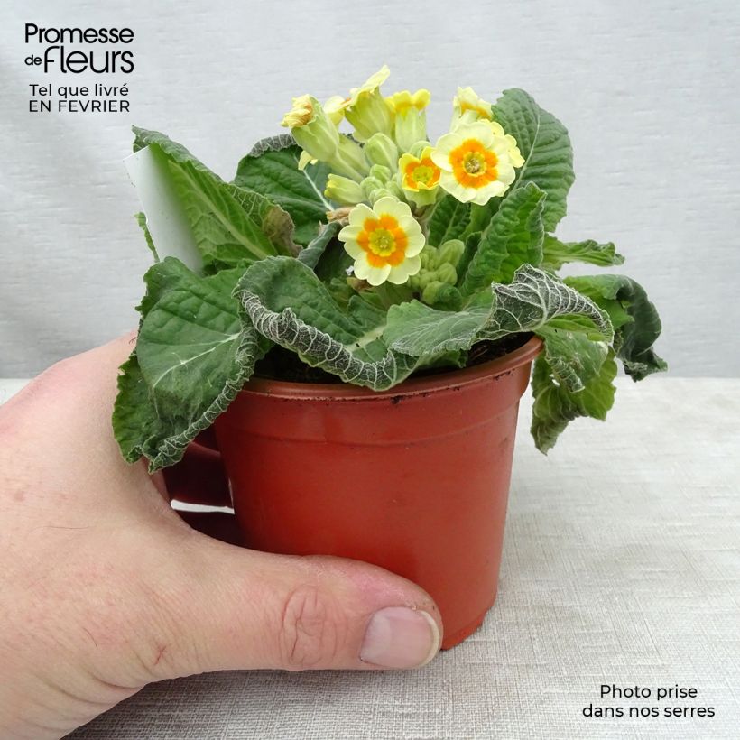 Exemplaar van Primula elatior Cream Orange Eye - Slanke sleutelbloem Kweekpotje van 8/9 cm zoals geleverd in de winter