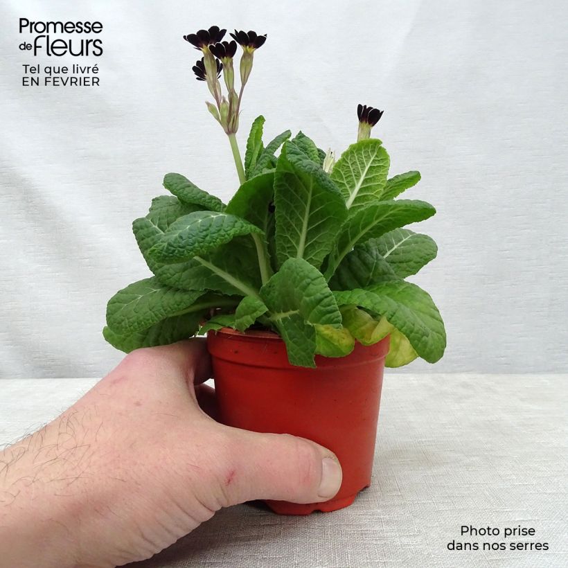 Exemplaar van Primula elatior Mister Silver Laced - Slanke sleutelbloem Kweekpotje van 8/9 cm zoals geleverd in de winter