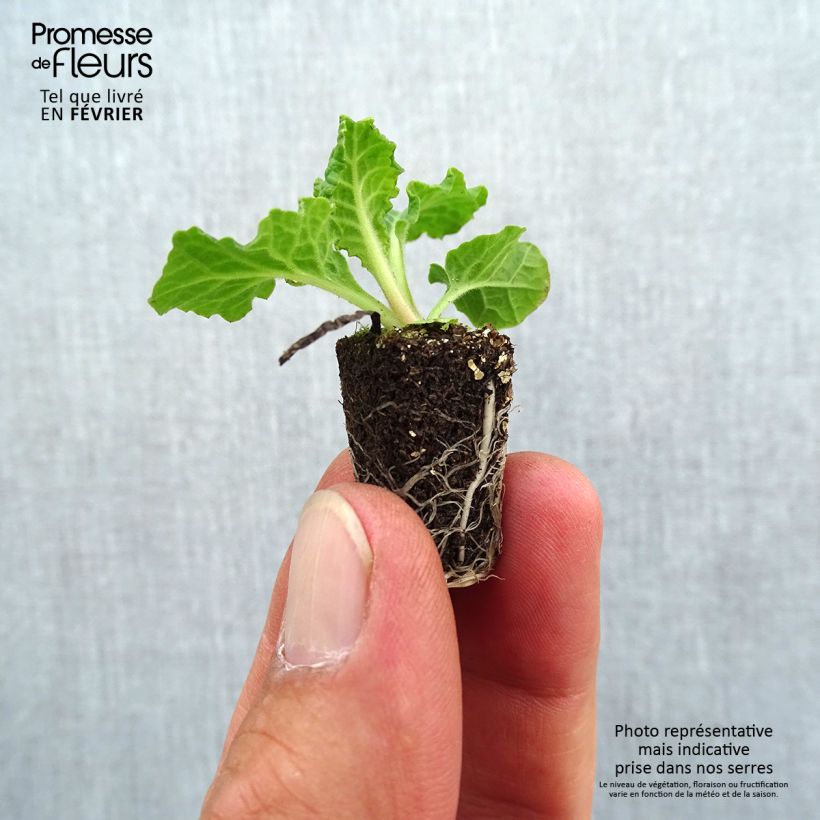 Exemplaar van Primula elatior Veristar Late Blue - Slanke sleutelbloem Mini-mot Ø 1,5/2,5 cm zoals geleverd in de herfst