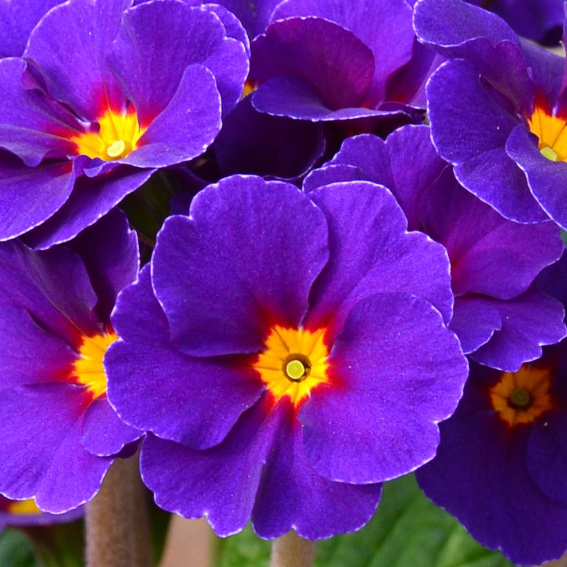 Primula elatior Veristar Late Blue - Slanke sleutelbloem (Bloei)