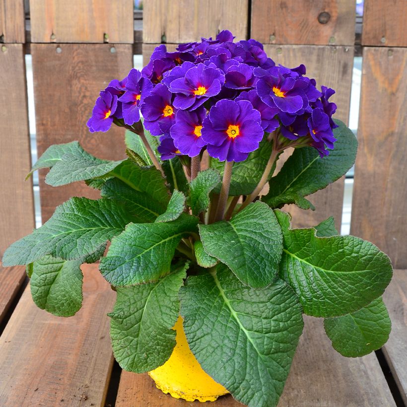 Primula elatior Veristar Late Blue - Slanke sleutelbloem (Groeiplaats)
