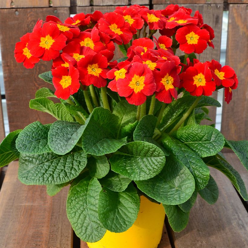 Primula elatior Veristar Late Red - Slanke sleutelbloem (Groeiplaats)