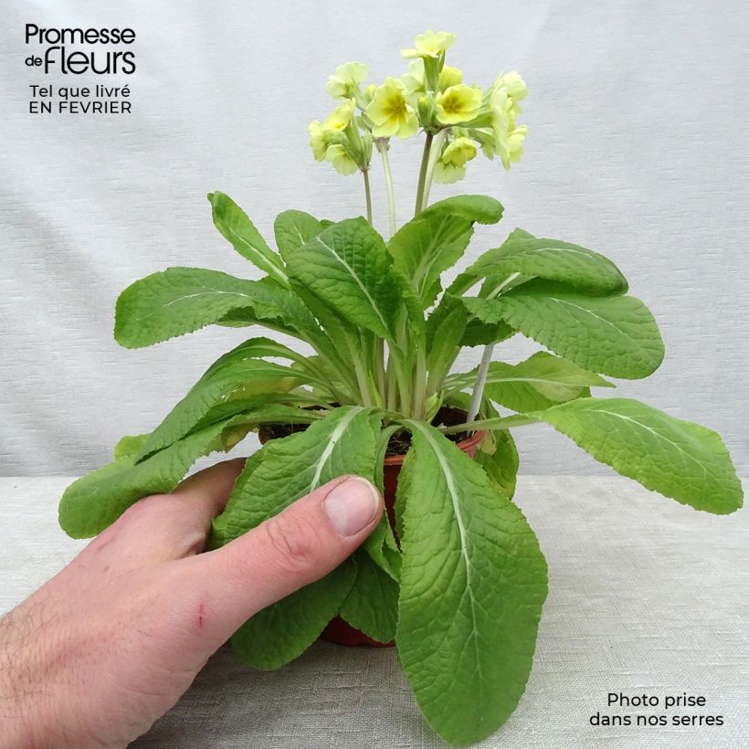 Exemplaar van Primula elatior Veristar Lemon - Slanke sleutelbloem Kweekpotje van 8/9 cm zoals geleverd in de winter