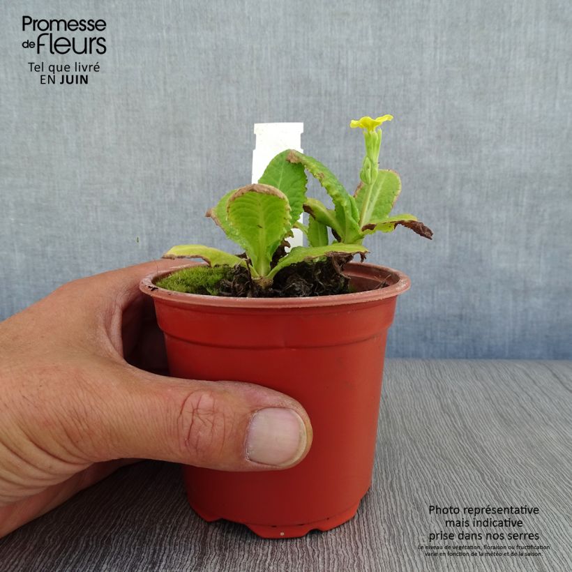 Exemplaar van Primula elatior Veristar Yellow - Slanke sleutelbloem Kweekpotje van 8/9 cm zoals geleverd in de zomer