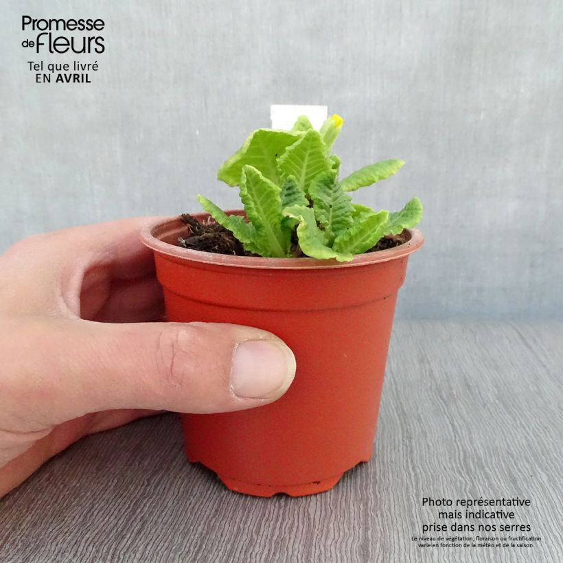 Exemplaar van Primula elatior Veristar Yellow - Slanke sleutelbloem Kweekpotje van 8/9 cm zoals geleverd in de lente