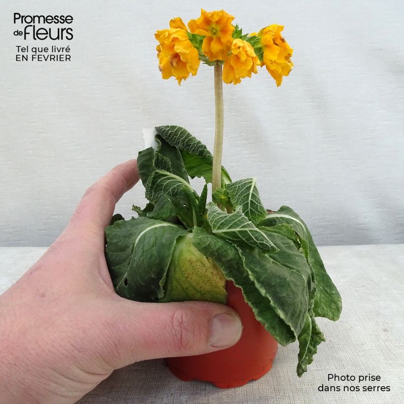 Example of Primula elatior Veristar Yellow Gold - Slanke sleutelbloem Kweekpotje van 8/9 cm as you get in hiver