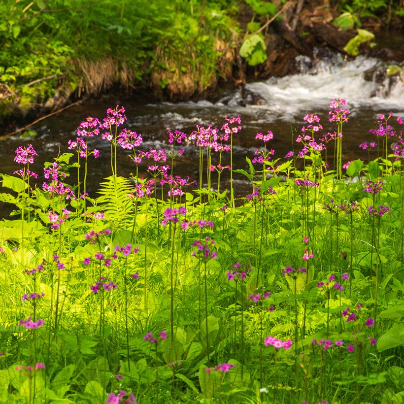 Primula japonica - Japanse sleutelbloem (Groeiplaats)