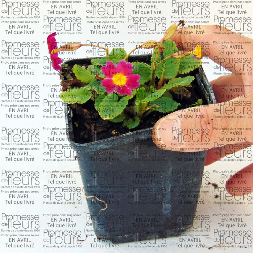 Voorbeeld van een exemplaar van Primula juliae Ideaal - Sleutelbloem Kweekpotje van 8/9 cm zoals geleverd